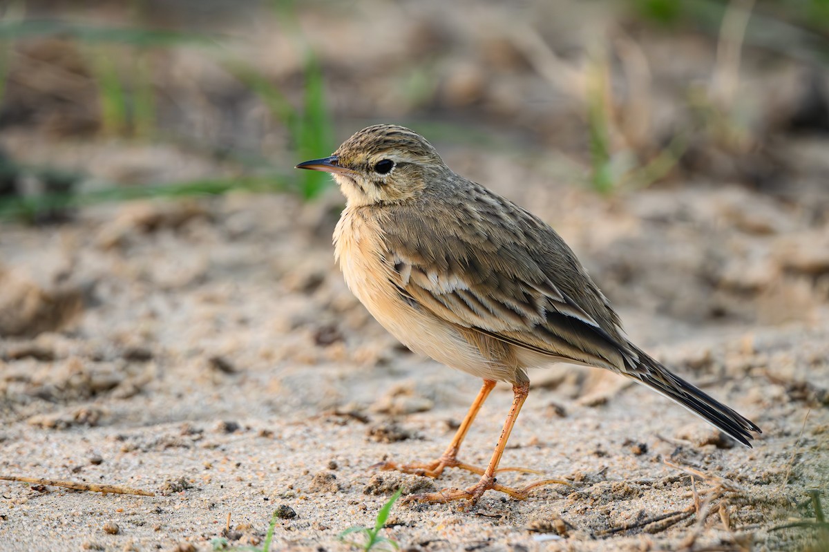 Tawny Pipit - ML617781620