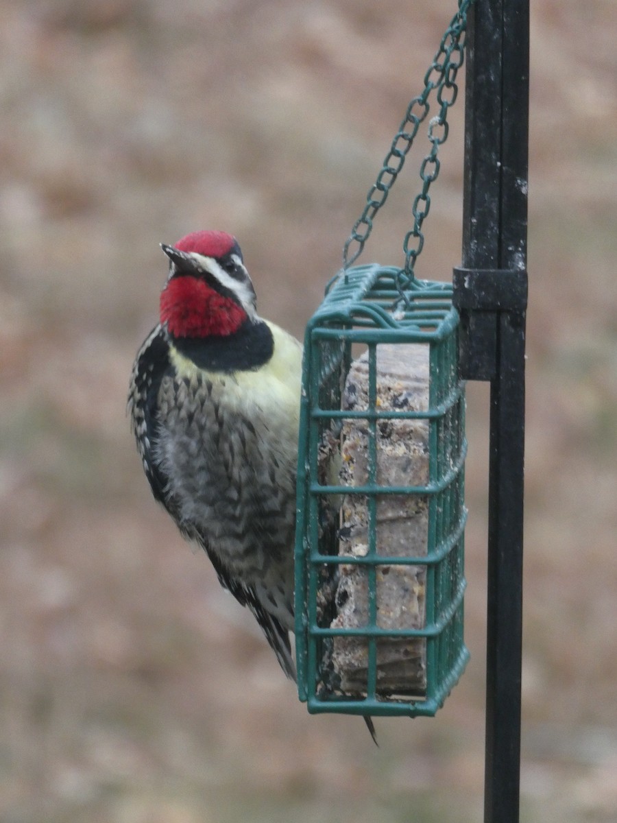 Yellow-bellied Sapsucker - ML617781639