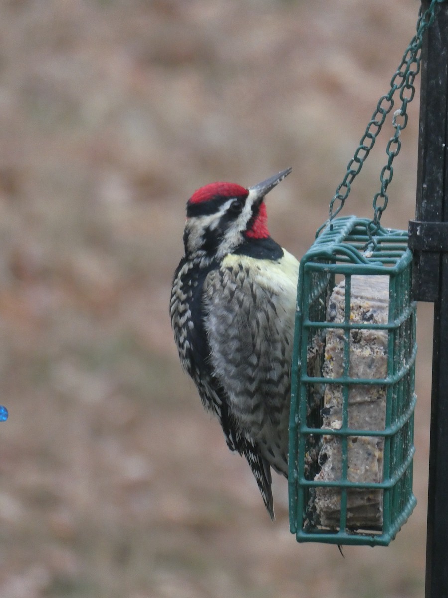 Yellow-bellied Sapsucker - Kathy Lyons