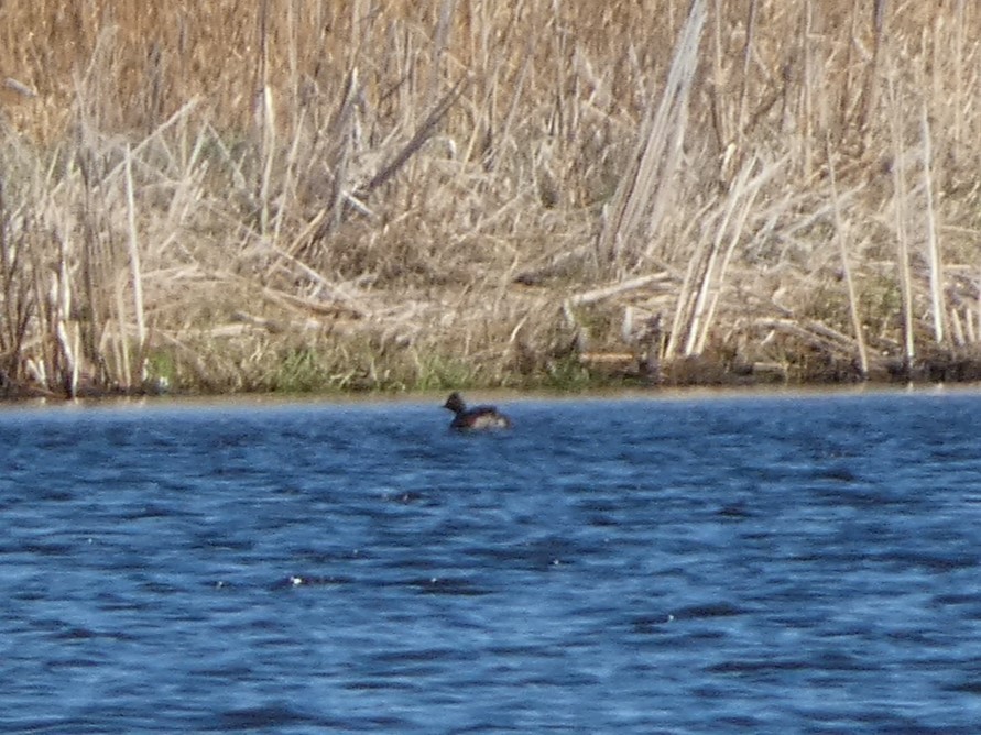 Eared Grebe - ML617781693