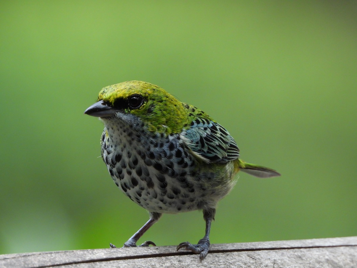 Speckled Tanager - Andrés Olmos Sánchez