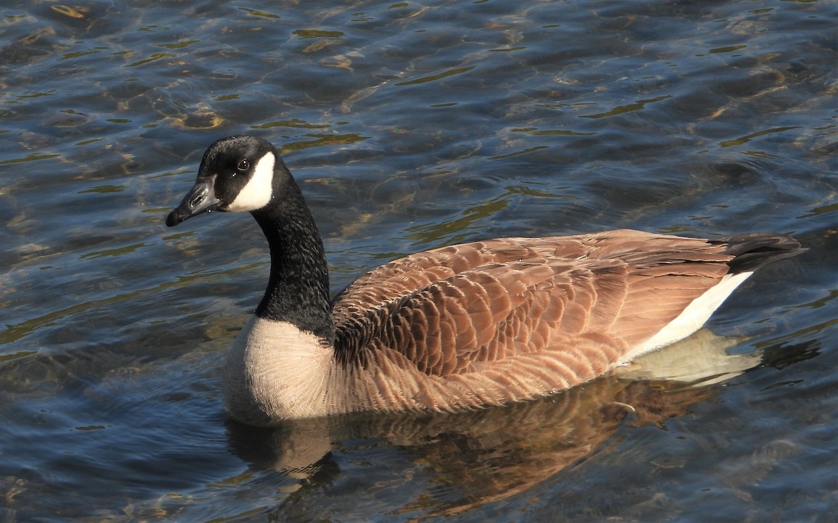 Canada Goose - Richard Chirichiello