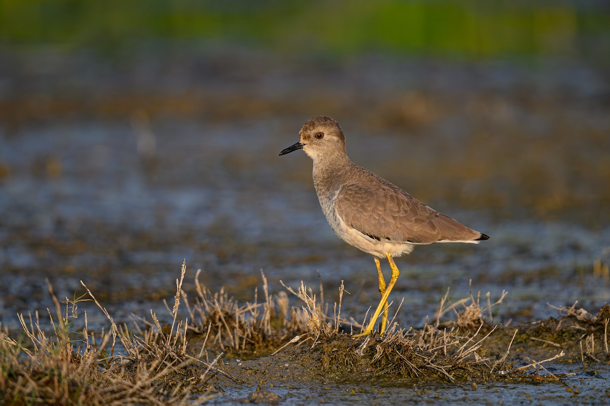 White-tailed Lapwing - Sudhir Paul