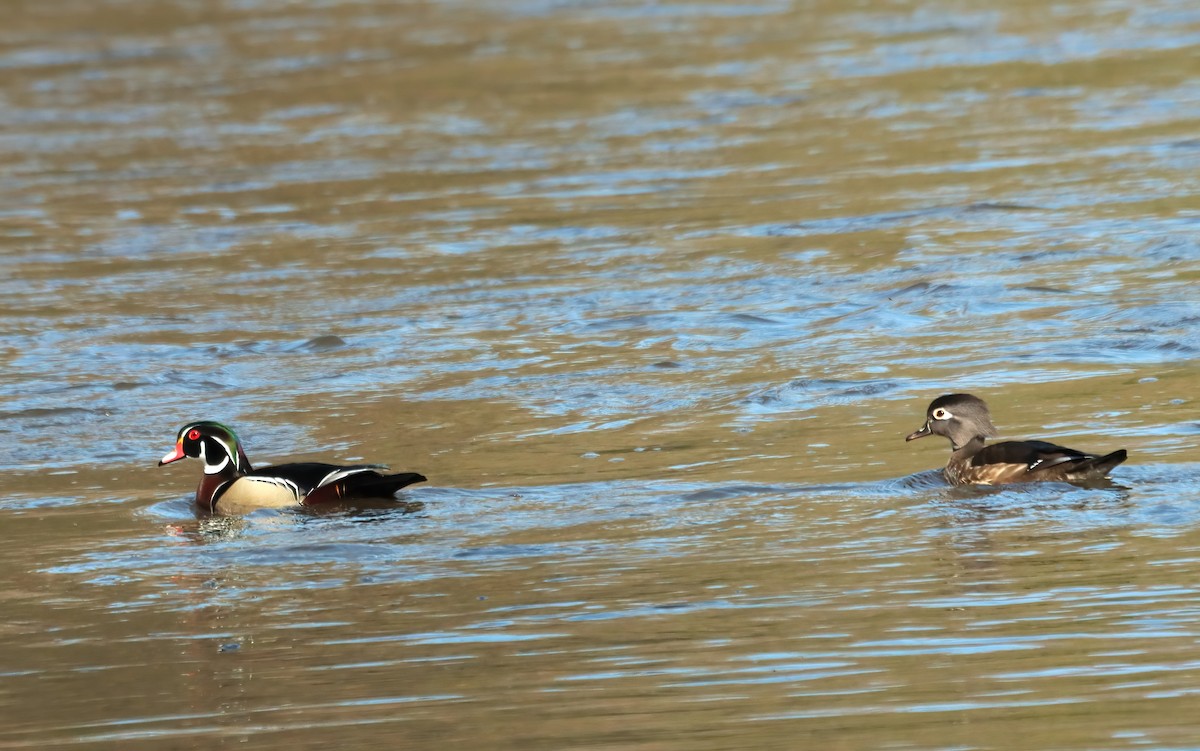 Wood Duck - ML617781800