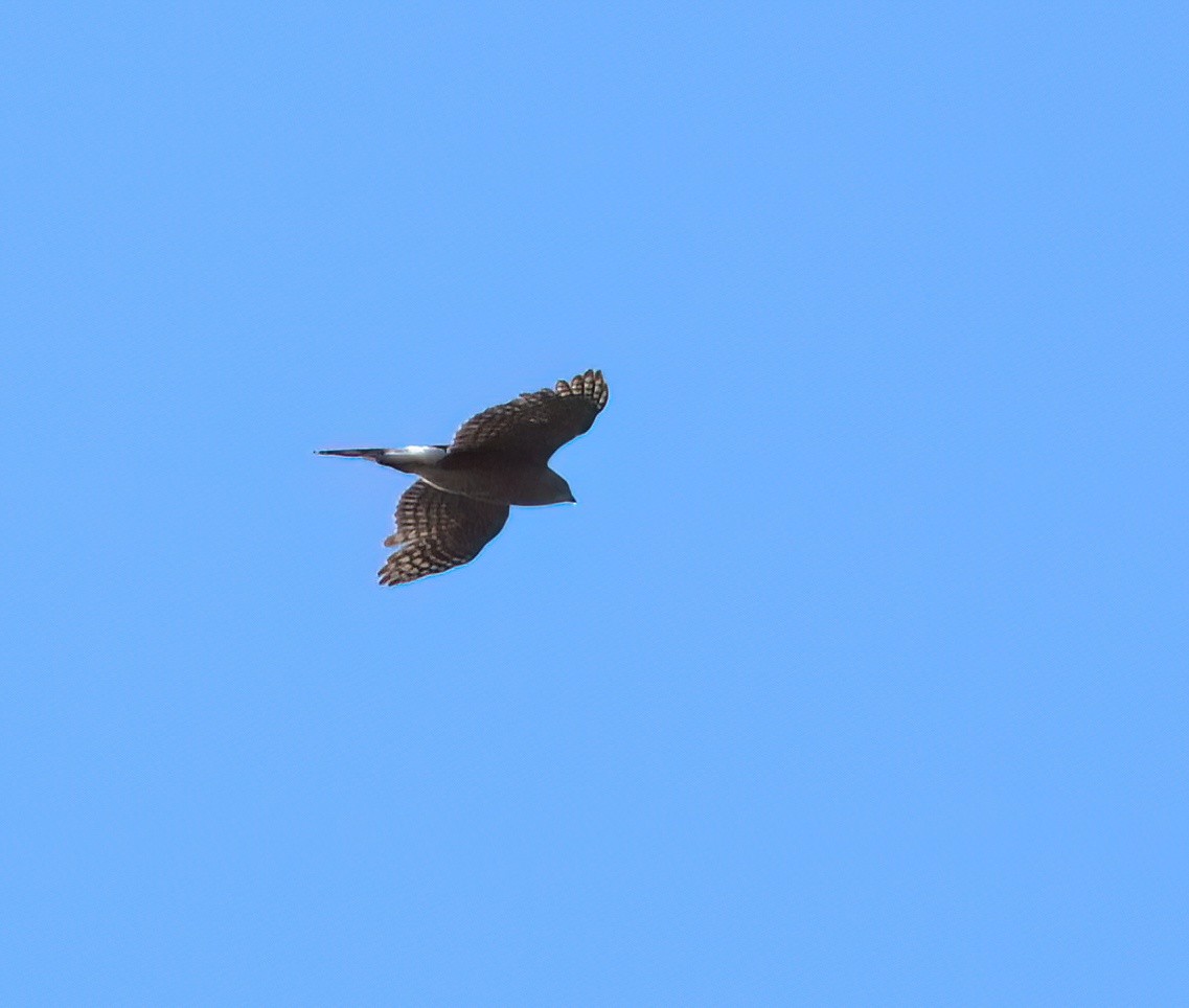 Cooper's Hawk - ML617781816