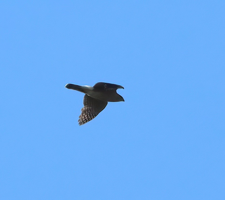 Cooper's Hawk - ML617781817