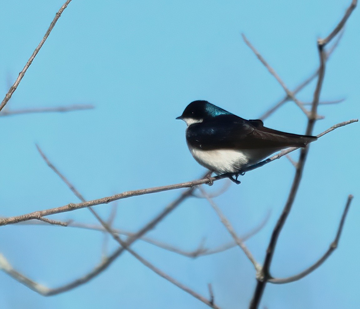 Tree Swallow - ML617781839