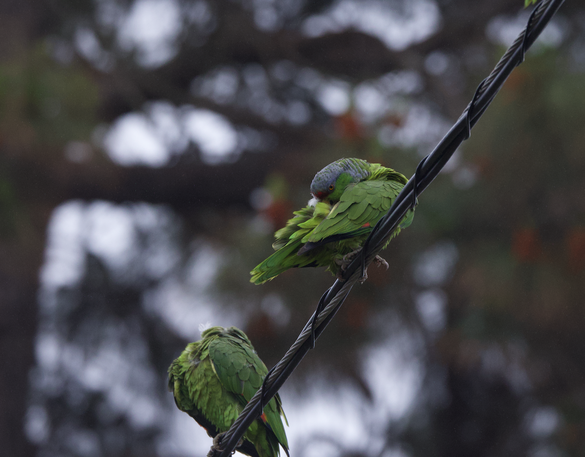 tanımsız papağan (Psittaciformes sp.) - ML617781848