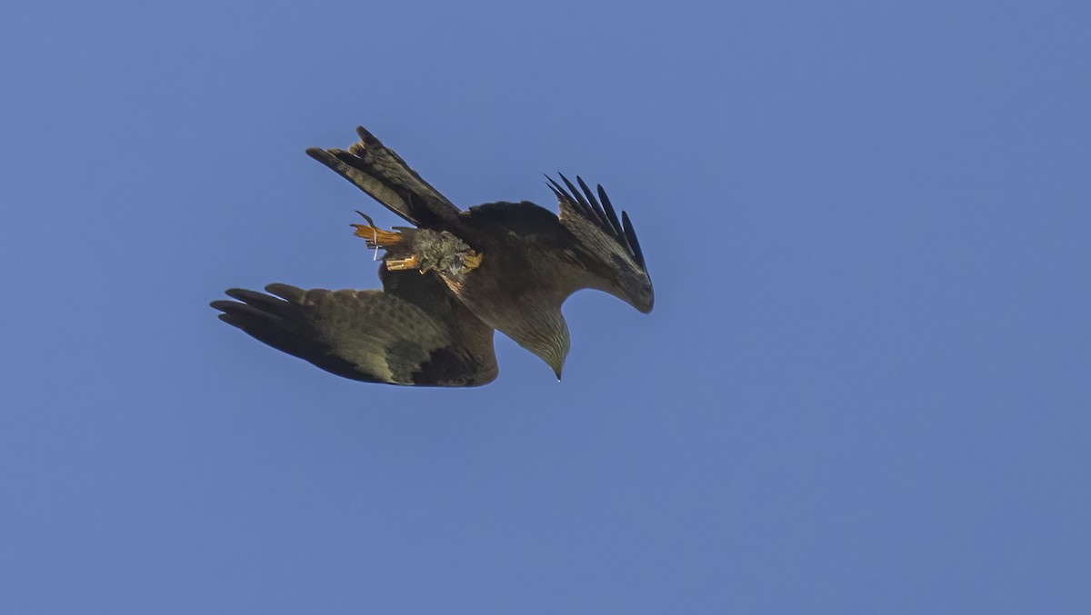 Black Kite - ML617781871