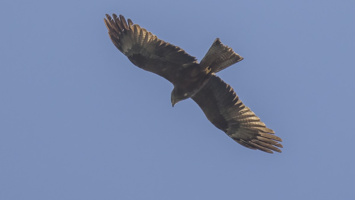 Black Kite - ML617781888