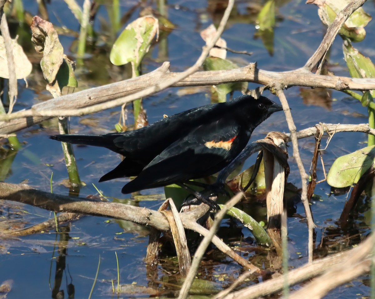 Red-winged Blackbird - ML617781896