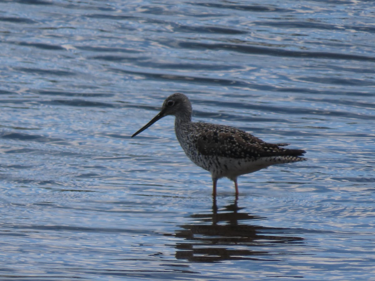 Greater Yellowlegs - Doug Kibbe