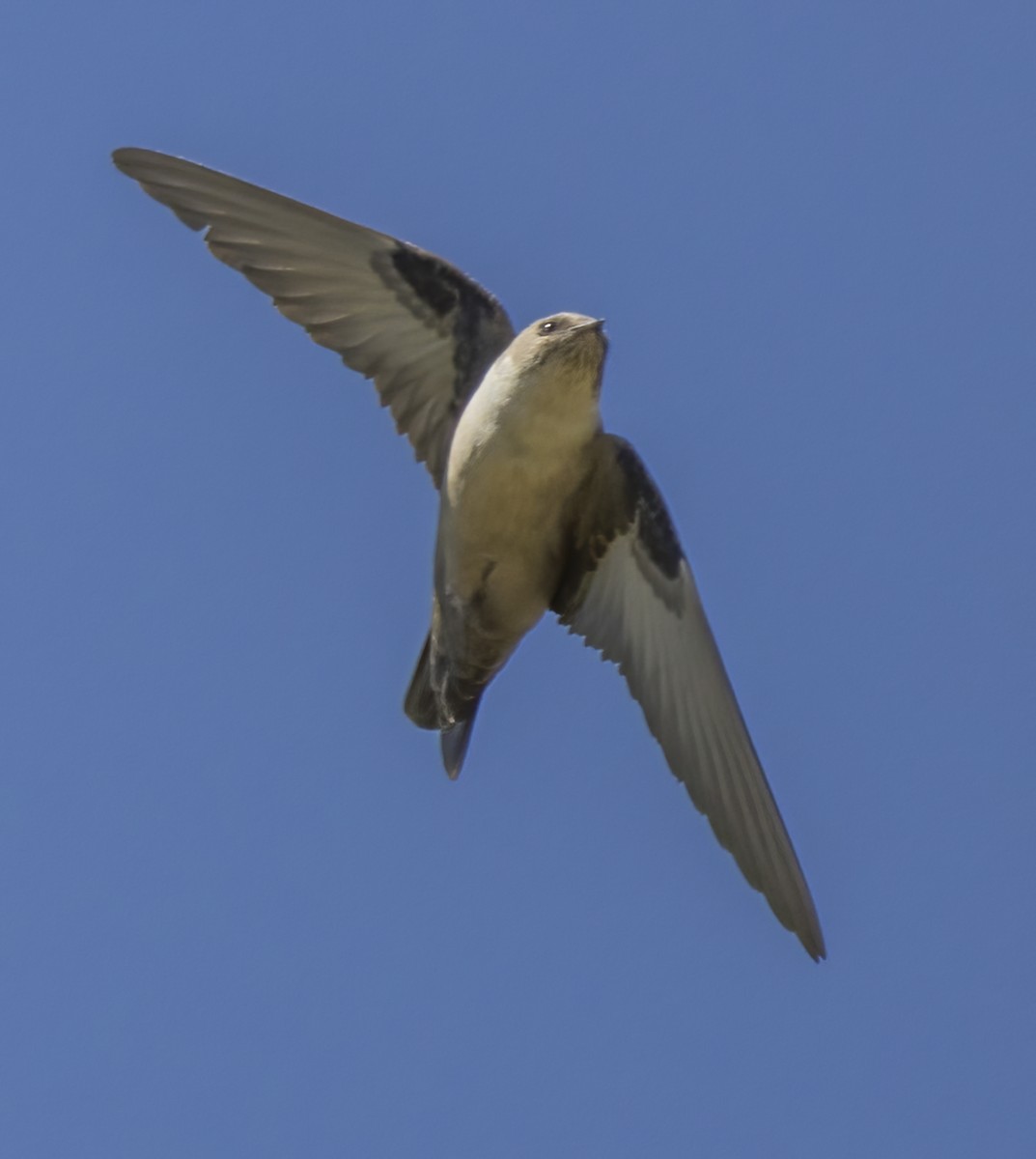 Eurasian Crag-Martin - ML617781948