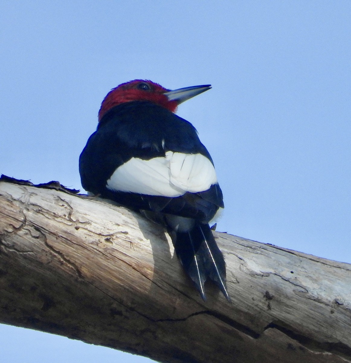Red-headed Woodpecker - ML617781979