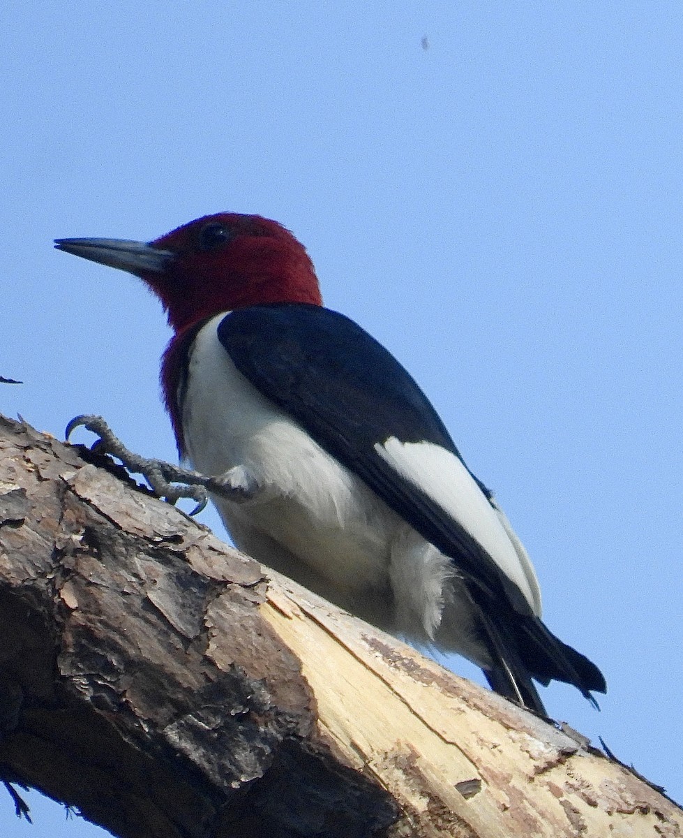 Red-headed Woodpecker - ML617781980