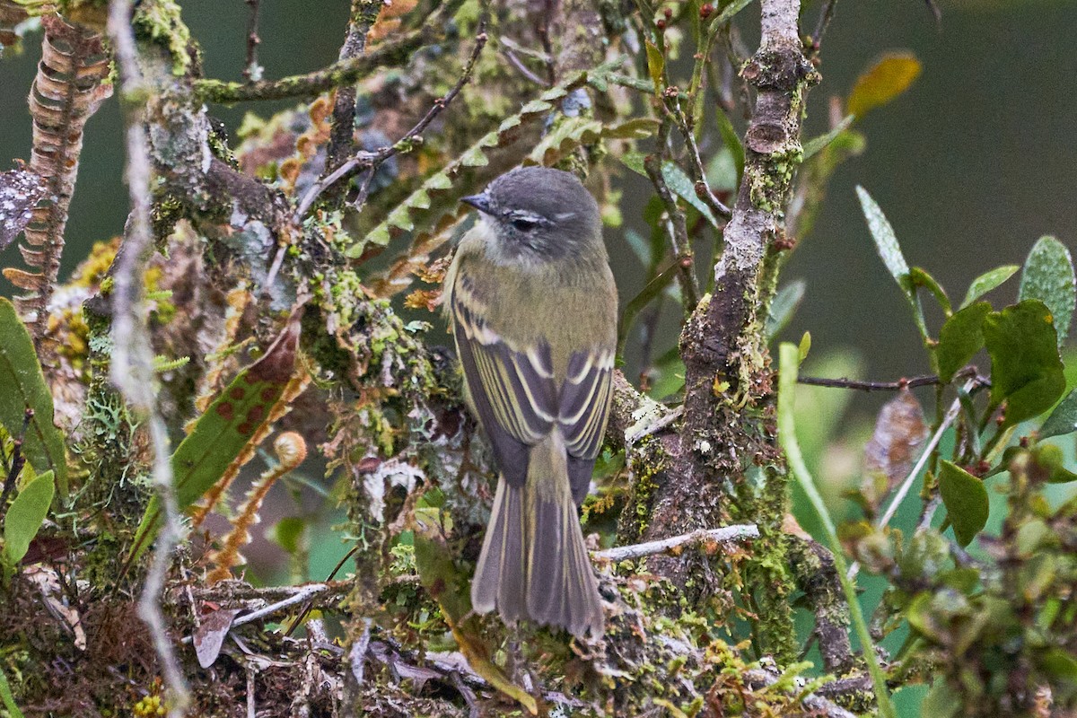 Gray-capped Tyrannulet - Daniel Alfenas