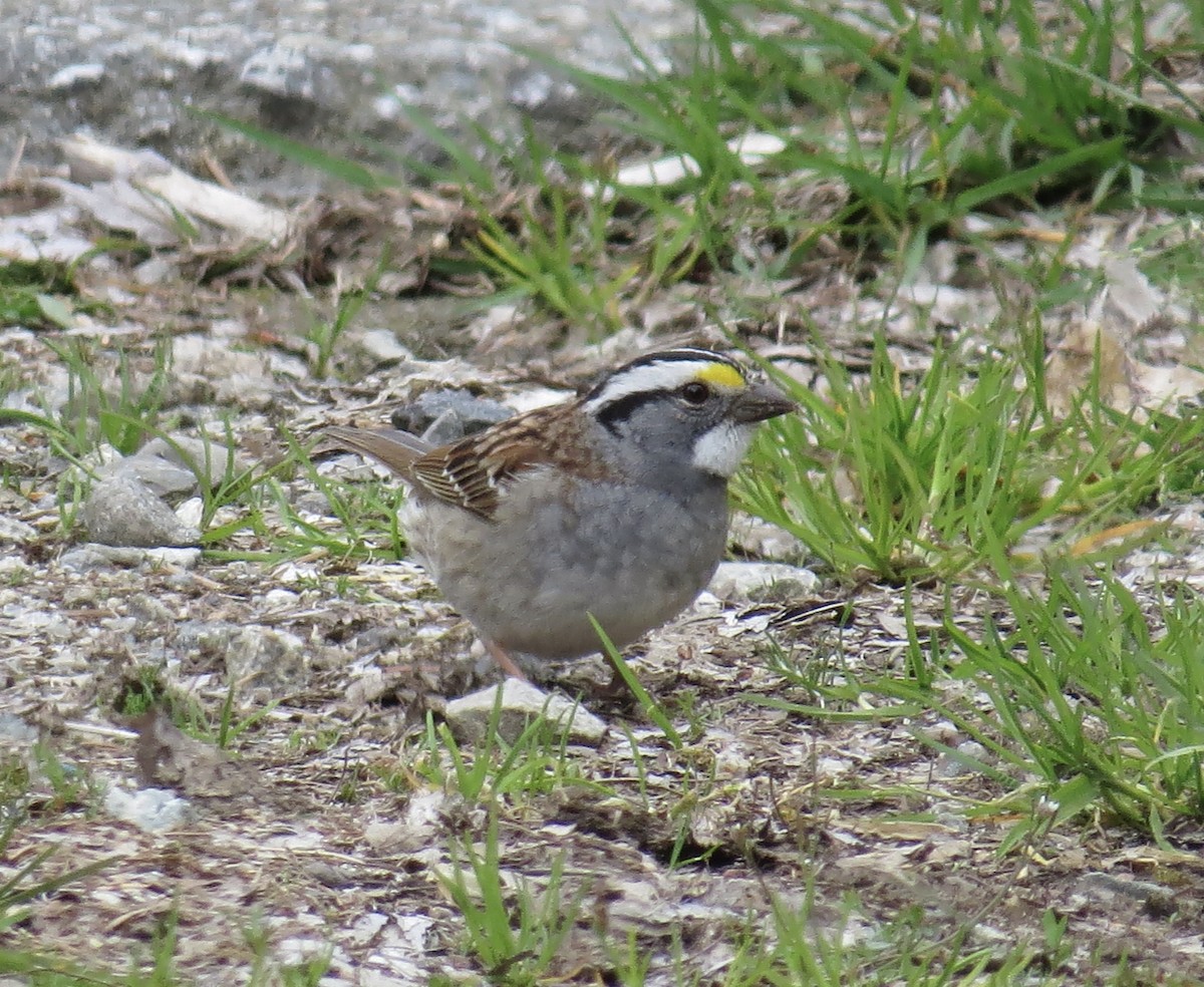 White-throated Sparrow - ML617782056