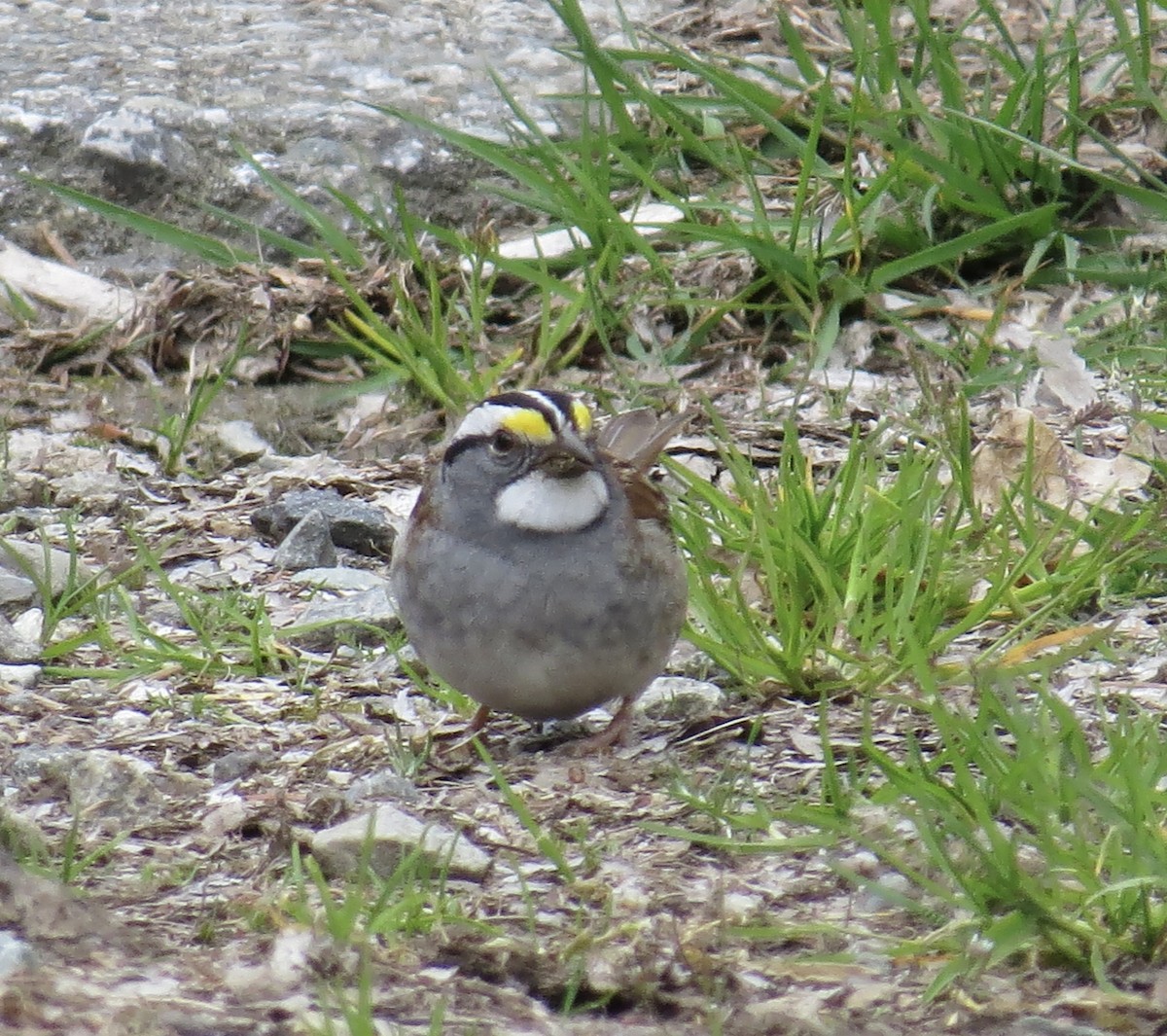 White-throated Sparrow - ML617782057