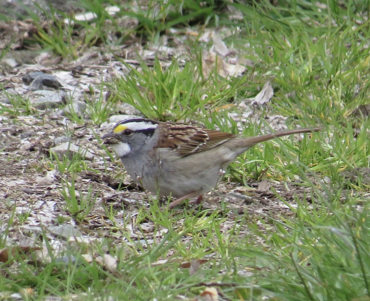 White-throated Sparrow - ML617782058