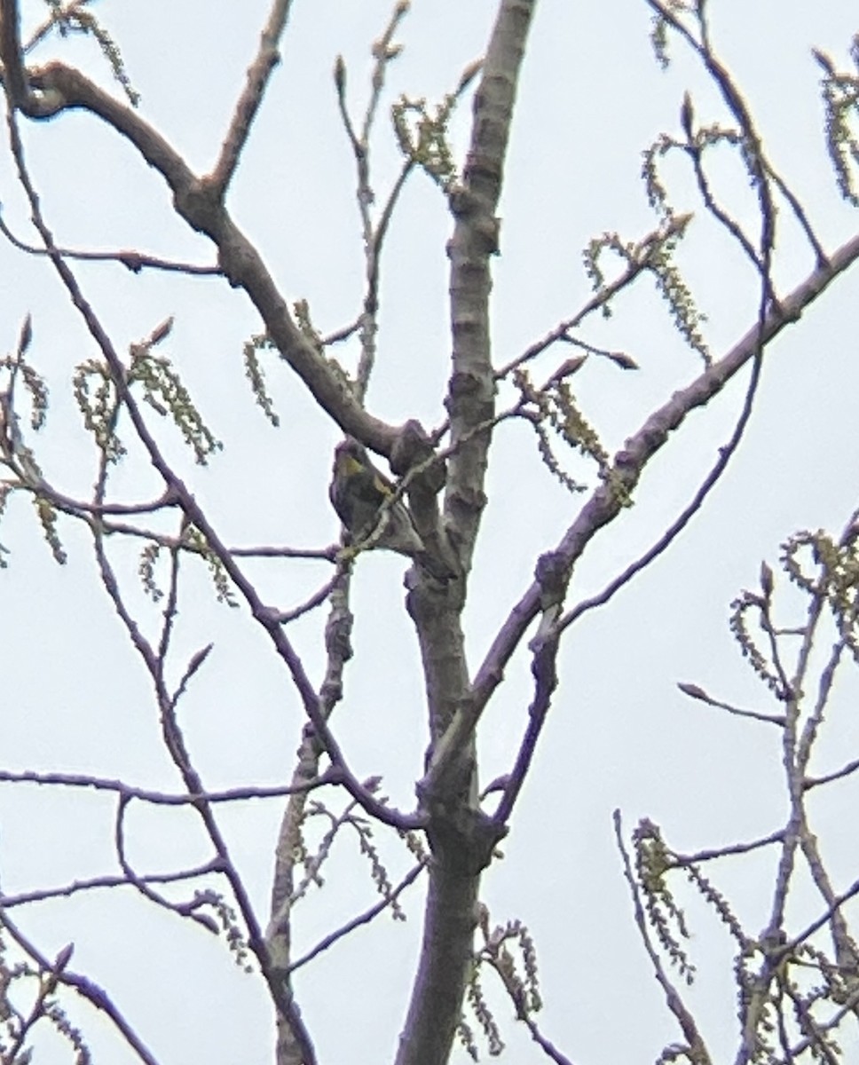 キヅタアメリカムシクイ（coronata ｘ auduboni） - ML617782103