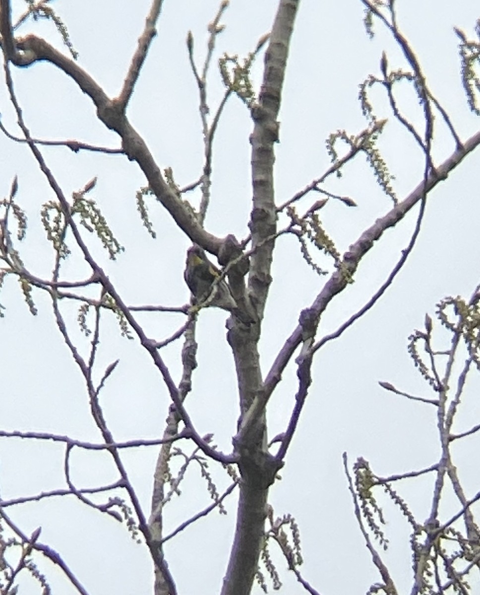 Yellow-rumped Warbler (Myrtle x Audubon's) - ML617782103