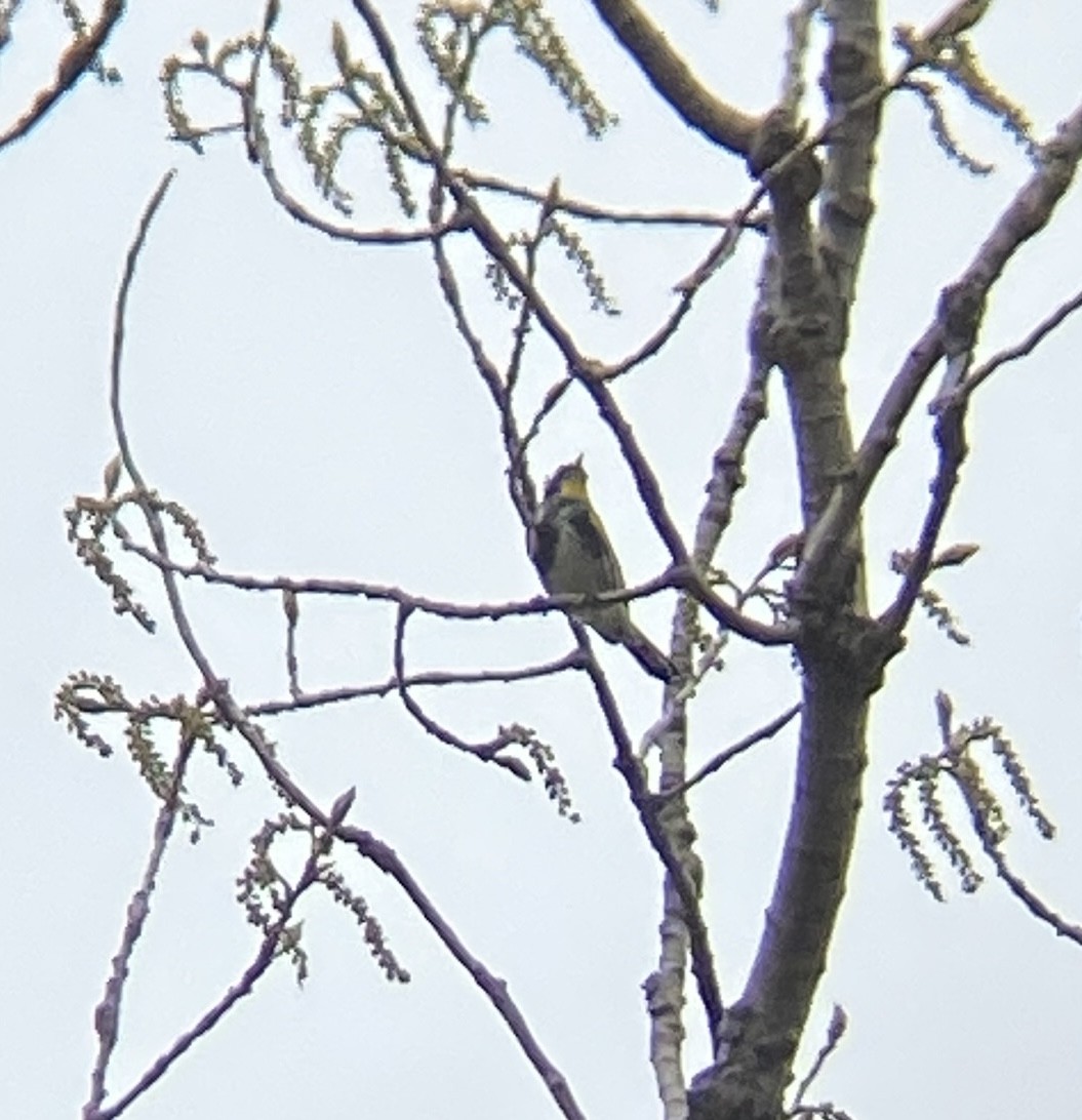 Yellow-rumped Warbler (Myrtle x Audubon's) - Ivan Munkres