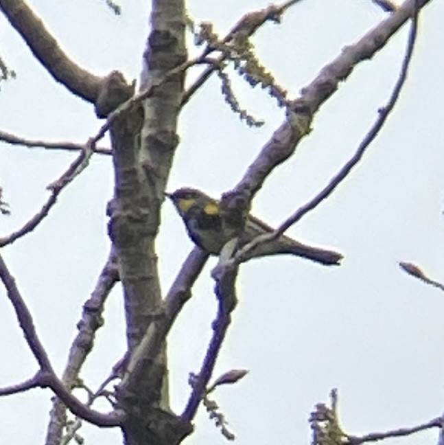 Yellow-rumped Warbler (Myrtle x Audubon's) - ML617782105