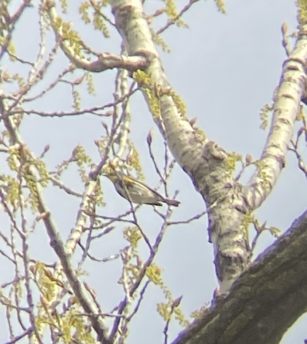 Yellow-rumped Warbler (Myrtle x Audubon's) - ML617782106