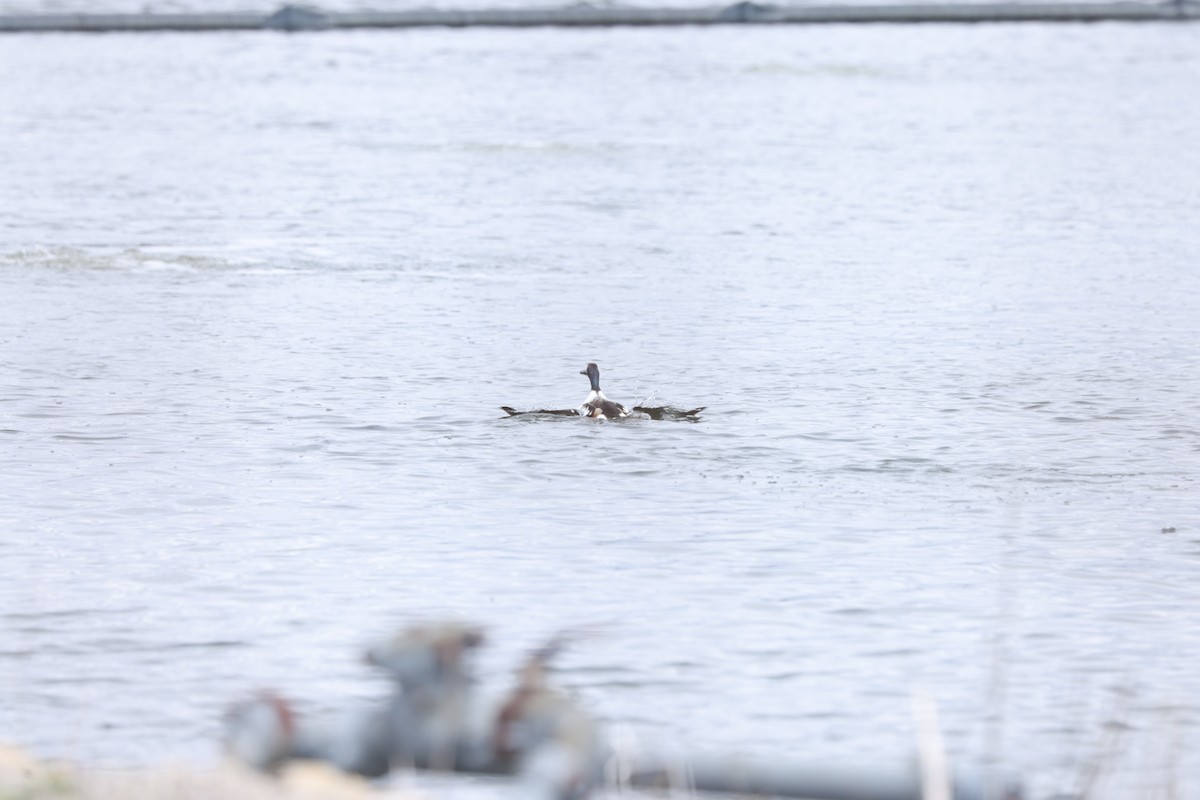 Northern Shoveler - ML617782139