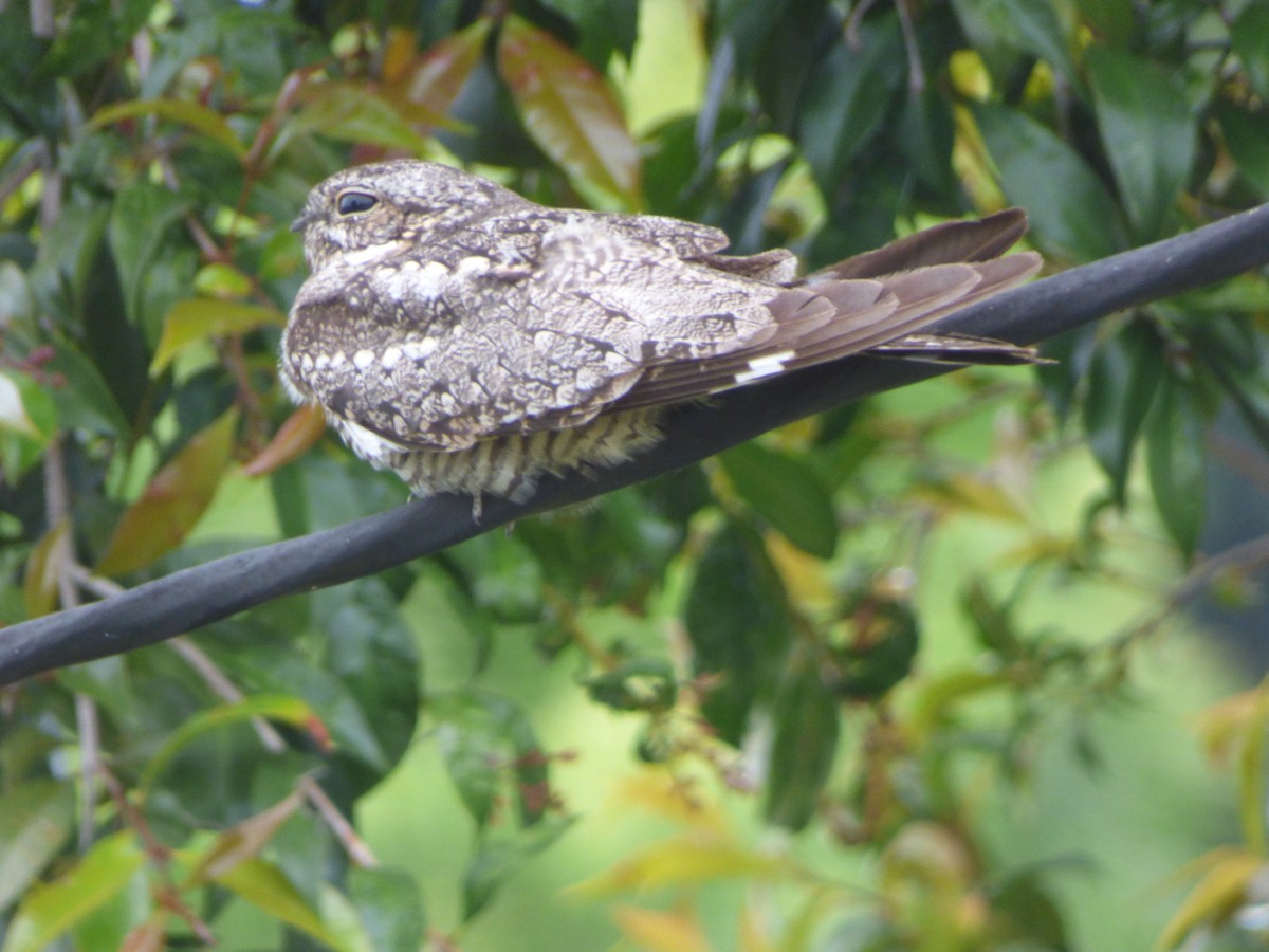Lesser Nighthawk - ML617782163