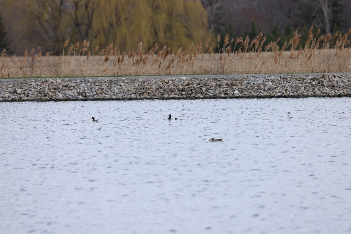 Greater Scaup - ML617782191