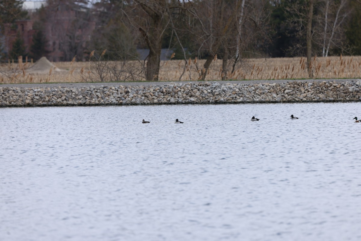 Ring-necked Duck - ML617782198