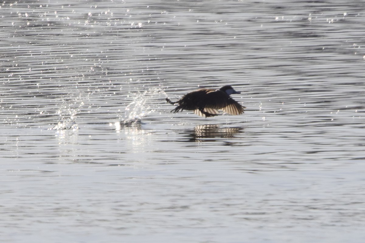 Ruddy Duck - ML617782201