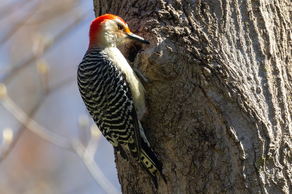 Red-bellied Woodpecker - Zach Schwartz-Weinstein