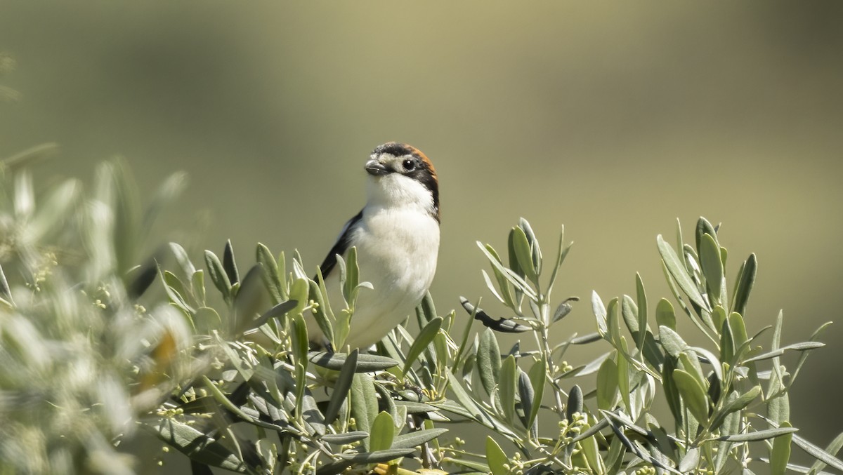 Woodchat Shrike - ML617782231