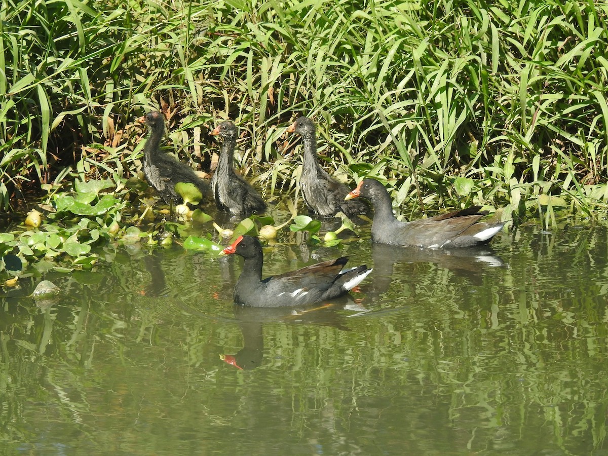 Common Gallinule - ML617782238