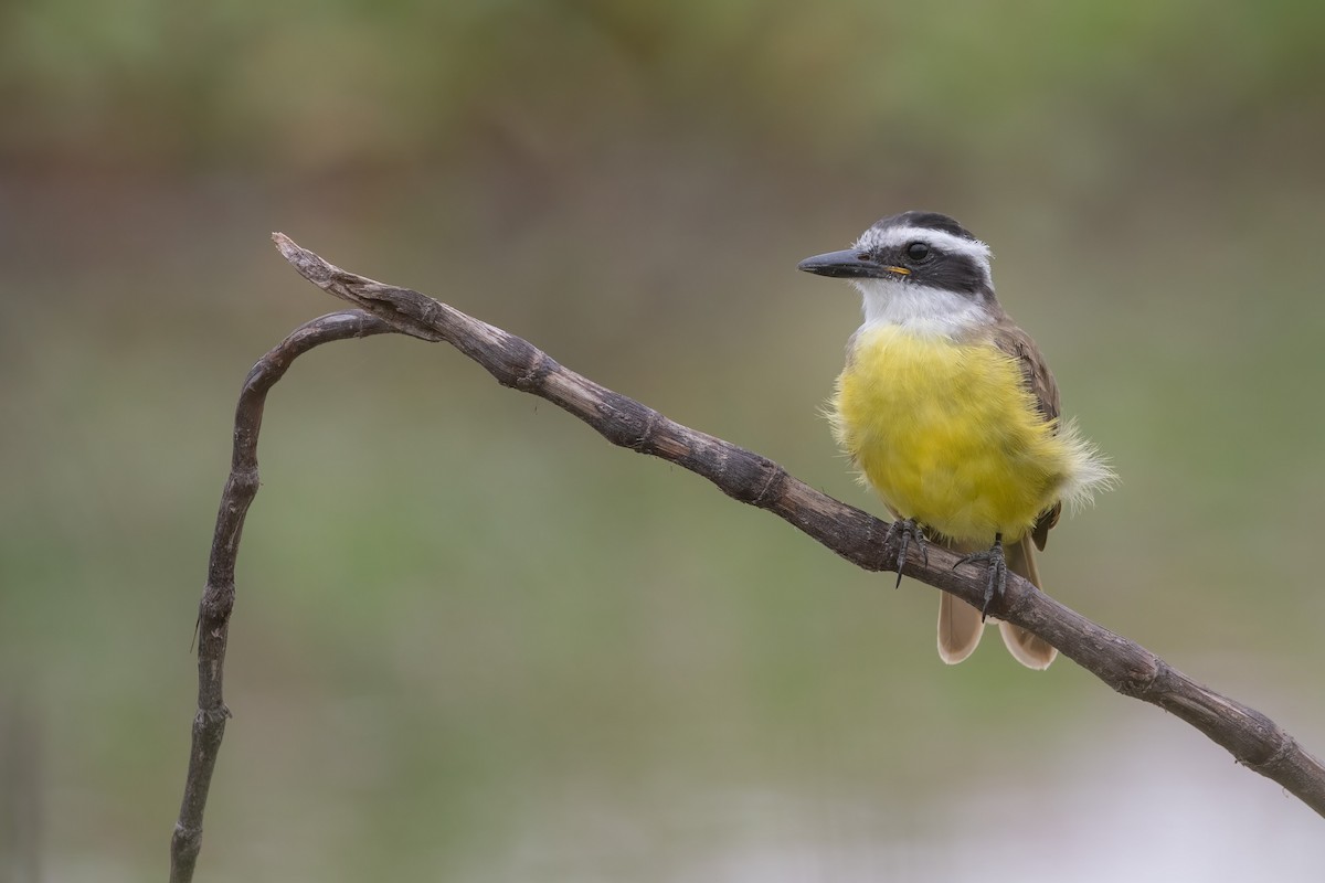 Great Kiskadee - Pablo Re