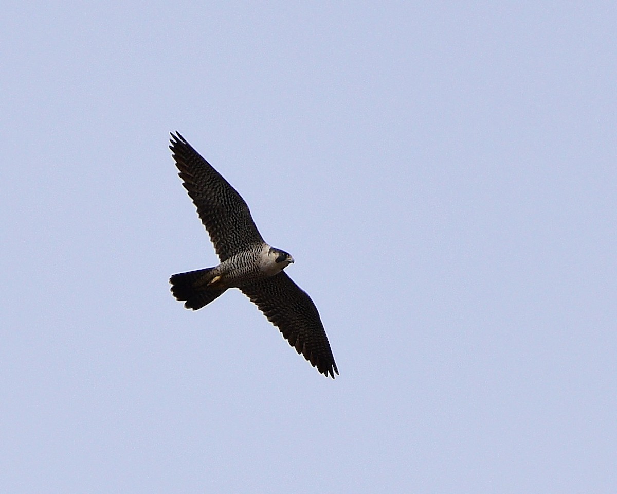 Peregrine Falcon - ML617782310