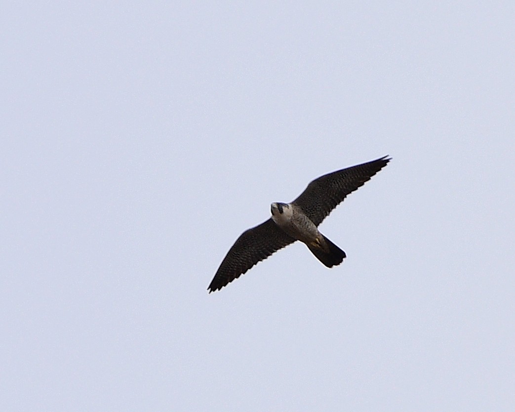 Peregrine Falcon - ML617782312