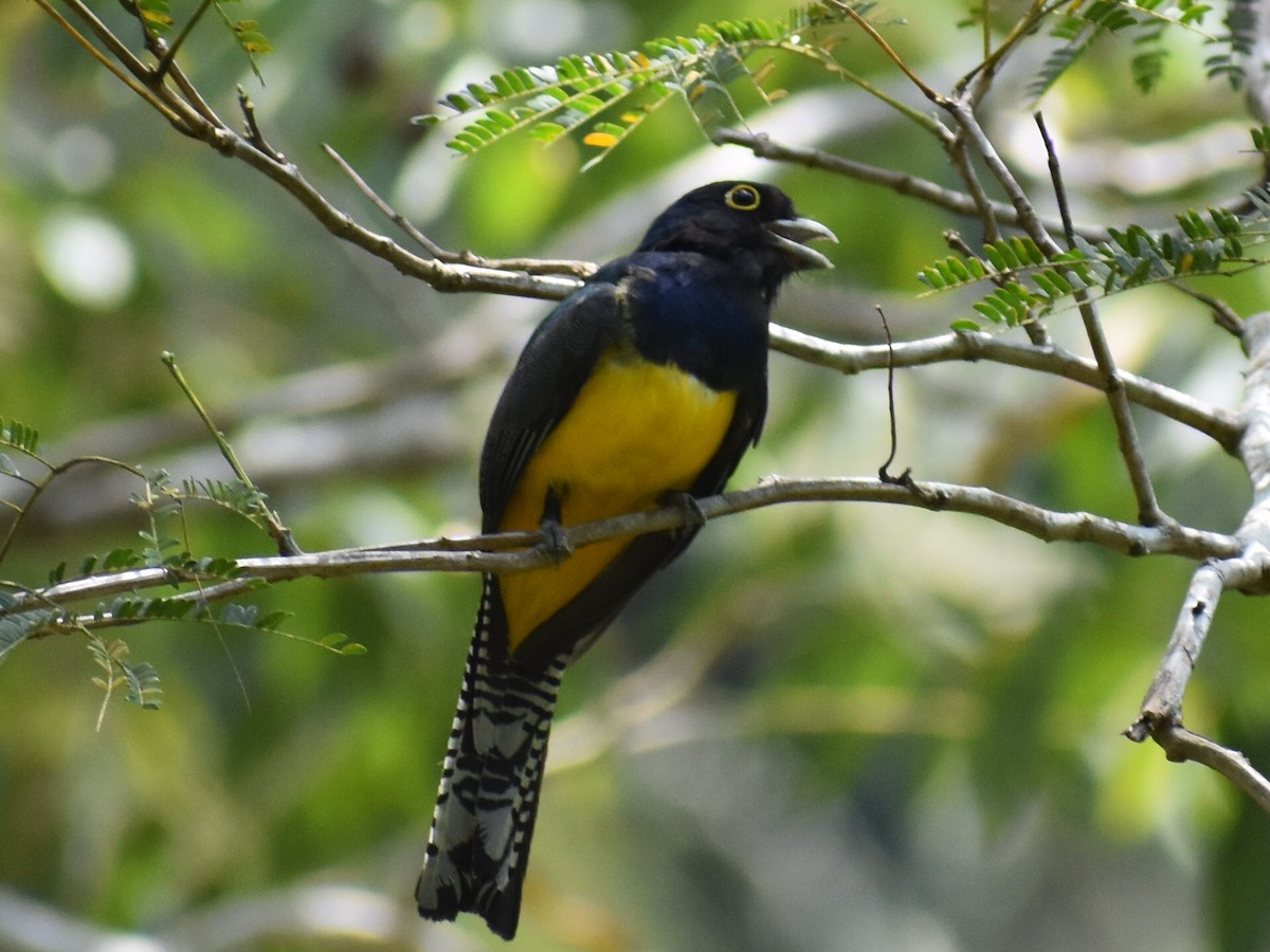 Gartered Trogon - ML617782334