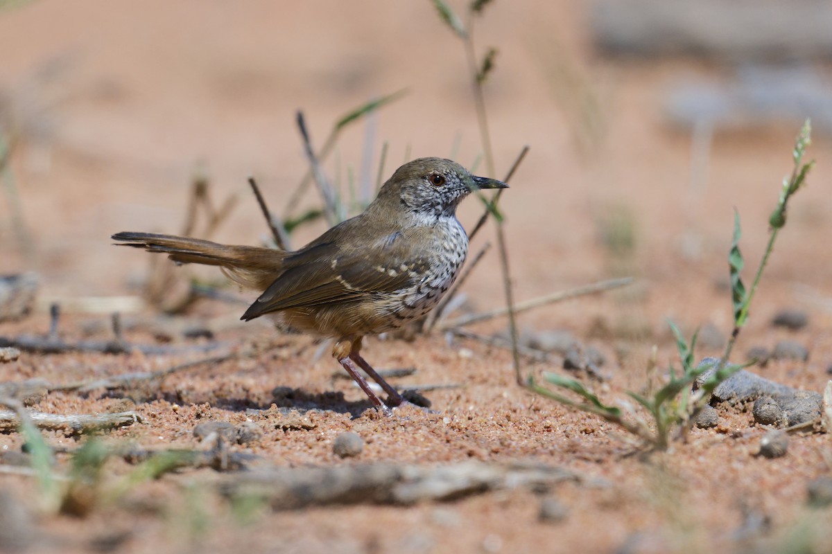 Barred Wren-Warbler - ML617782353