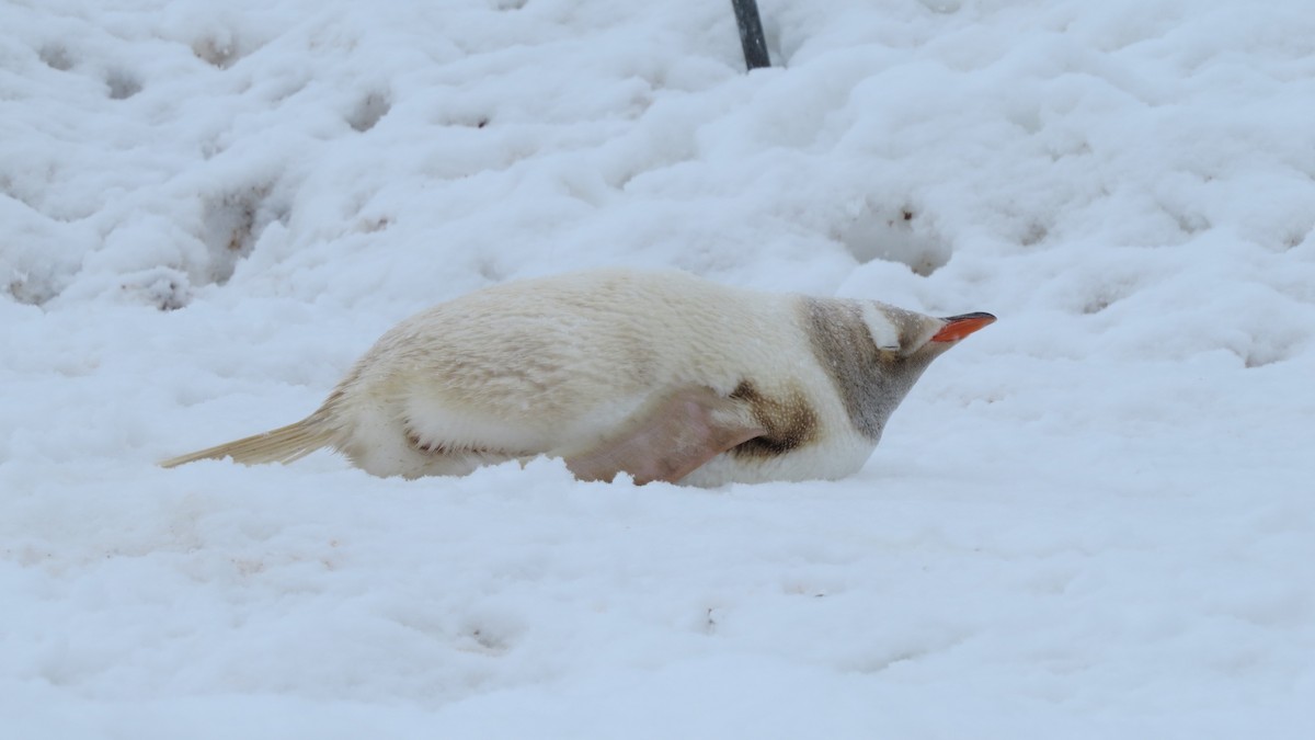 Gentoo Penguin - ML617782431