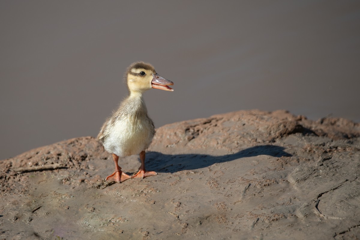 Pato Brasileño - ML617782471