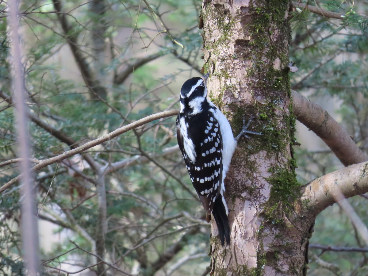 Hairy Woodpecker - ML617782480