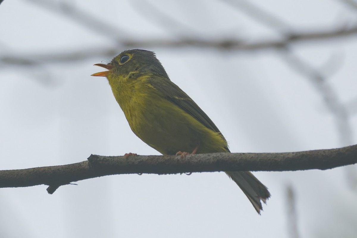 White-spectacled Warbler - ML617782539