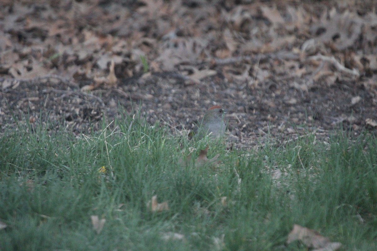 Green-tailed Towhee - ML617782548