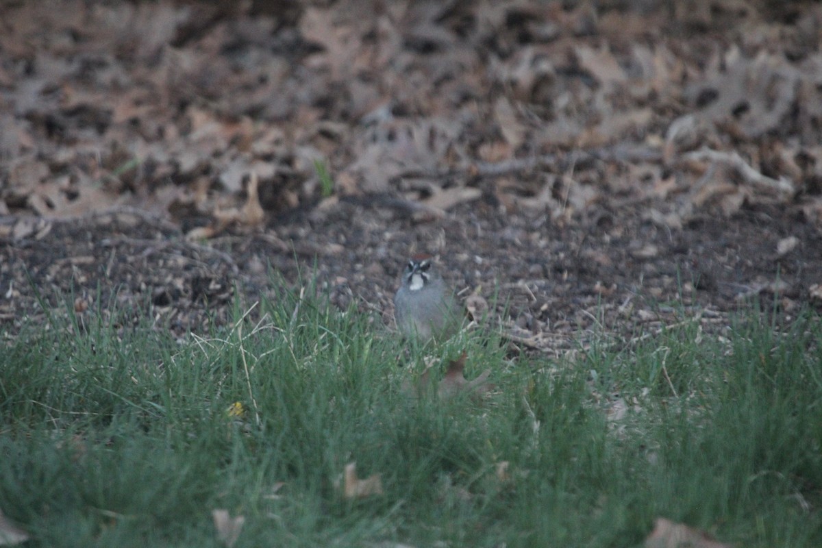 Green-tailed Towhee - Stephen Wehner