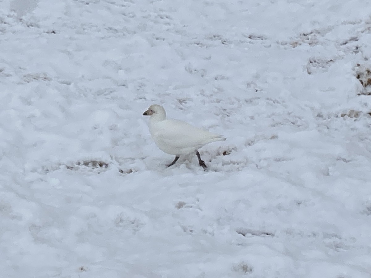 Snowy Sheathbill - ML617782557