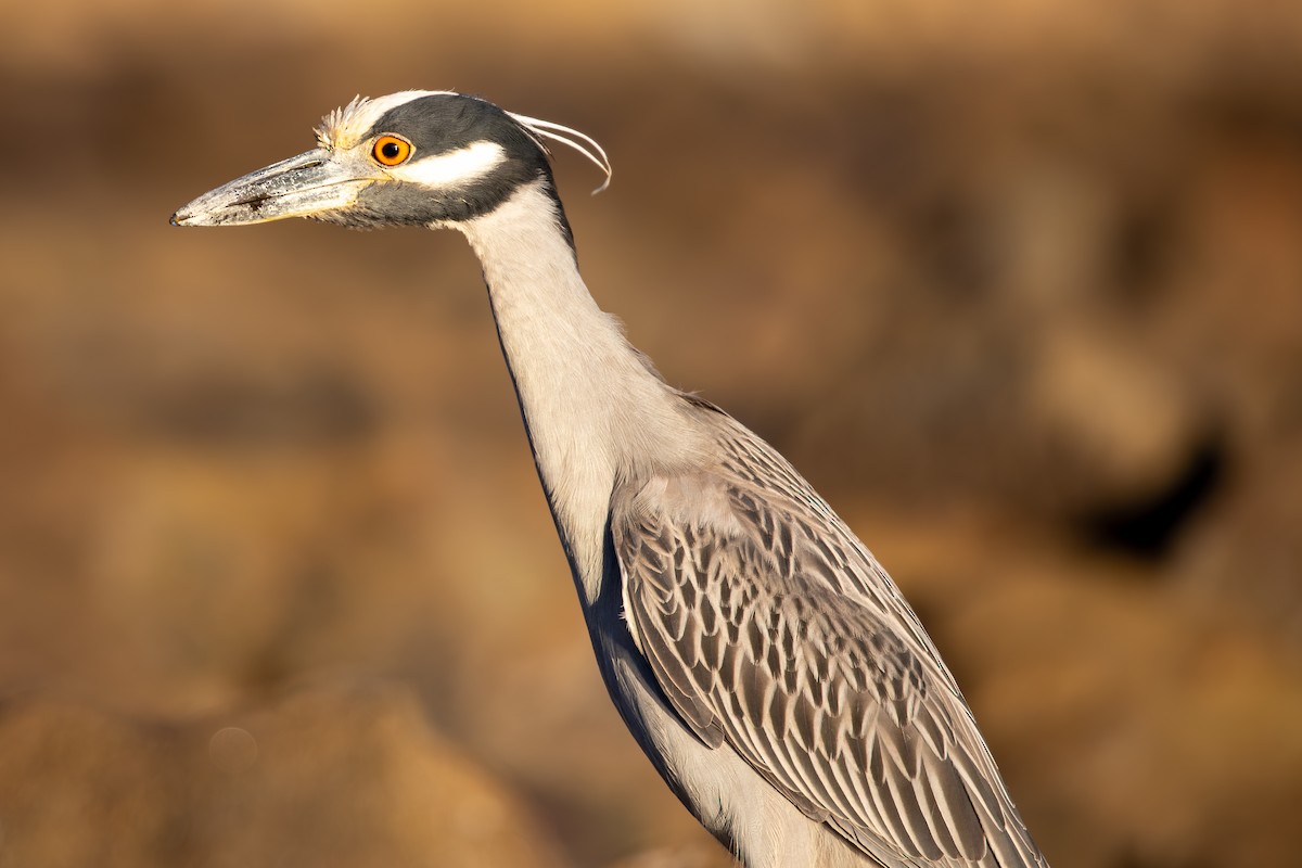 Yellow-crowned Night Heron - ML617782570