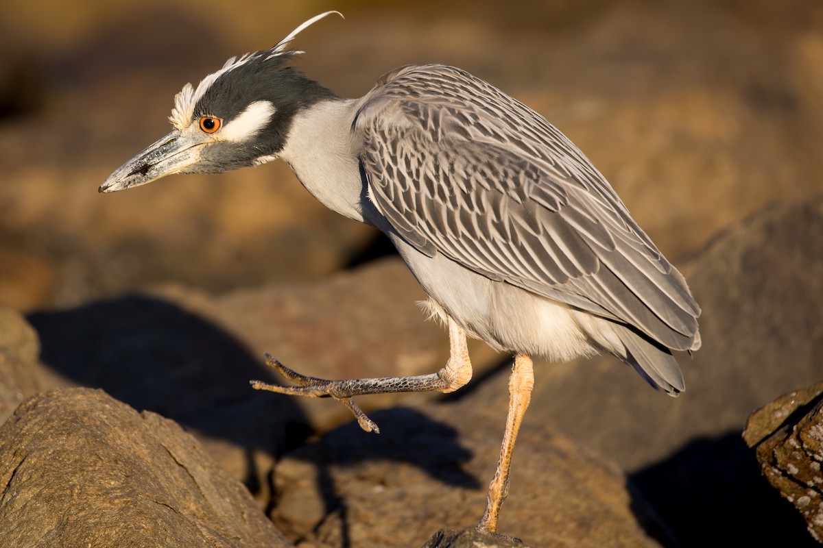 Yellow-crowned Night Heron - ML617782572